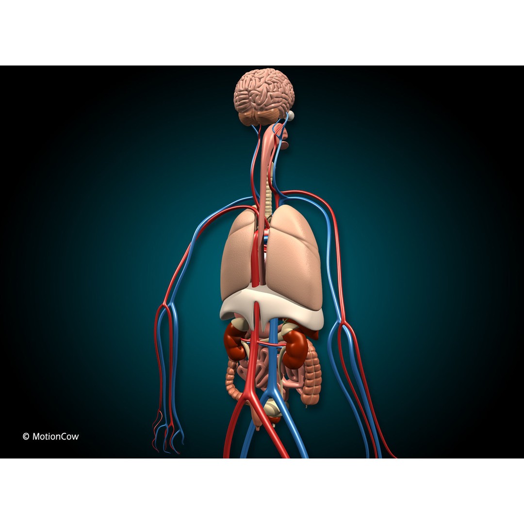 Human Anatomy 3D Model – Detailed Organ Systems, FBX & Blender Formats - View 9