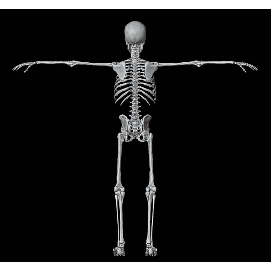 Skeleton 3D Model – Full Rigged Character for Animation, FBX, Blender