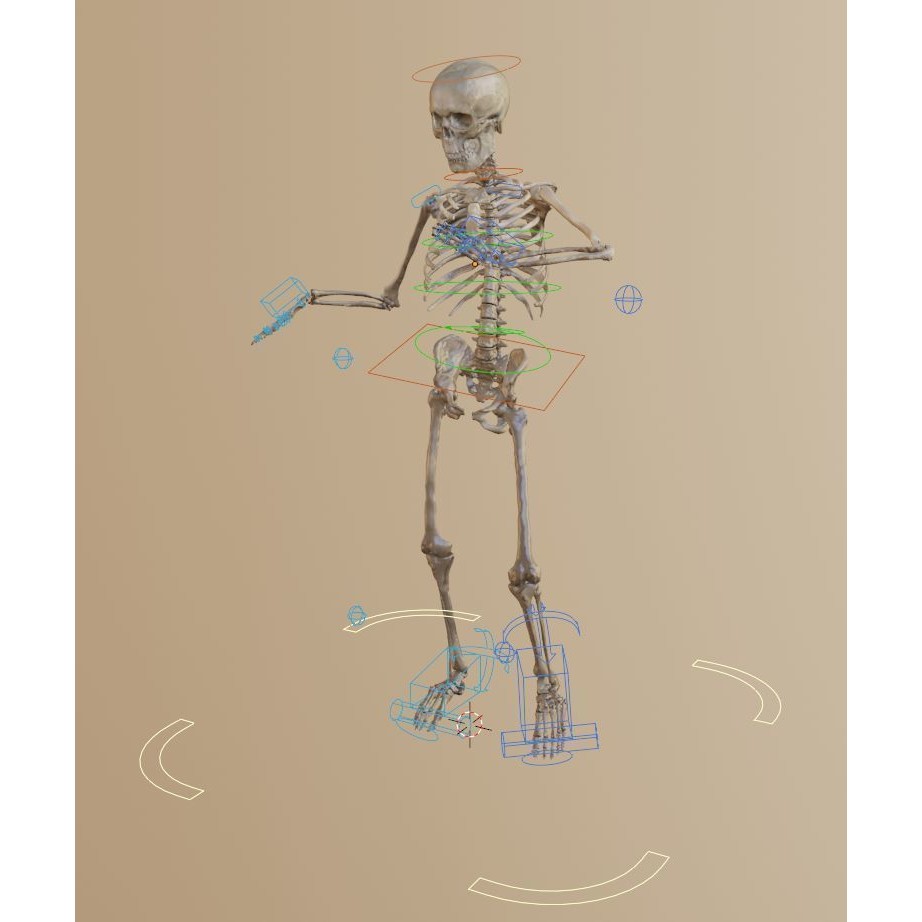 Skeleton 3D Model – Full Rigged Character for Animation, FBX, Blender - View 10