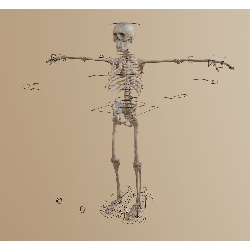 Skeleton 3D Model – Full Rigged Character for Animation, FBX, Blender - View 11
