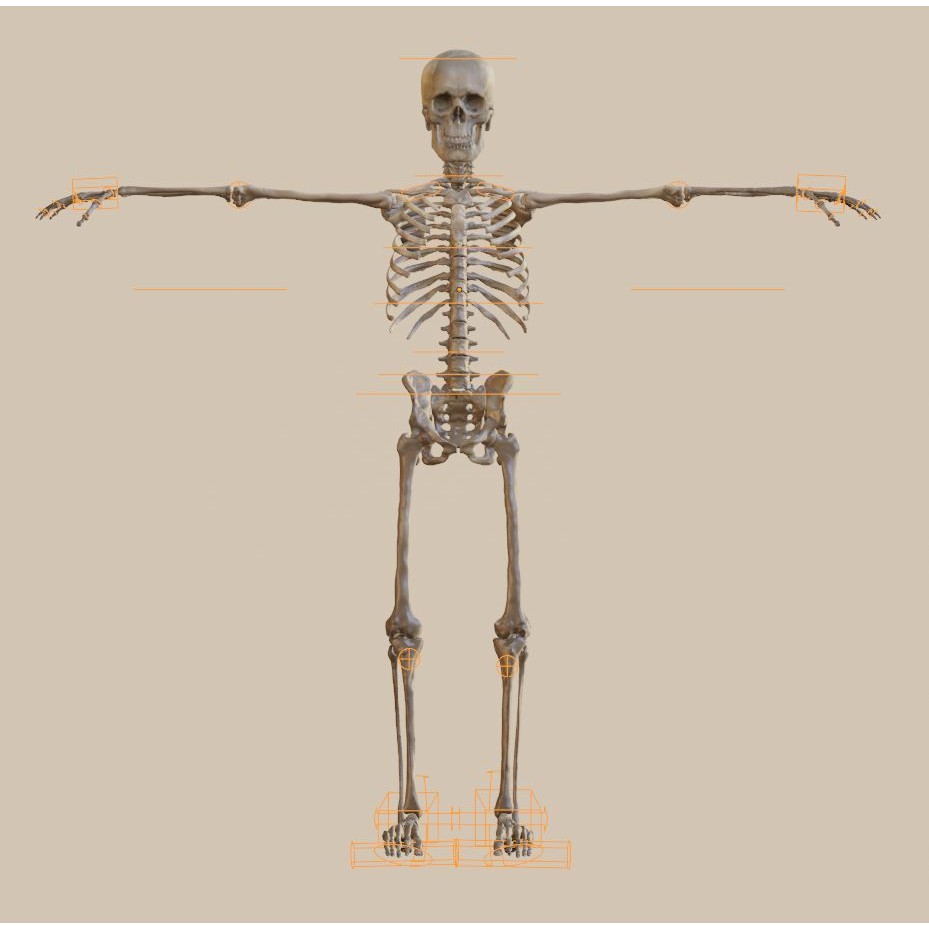 Skeleton 3D Model – Full Rigged Character for Animation, FBX, Blender - View 13