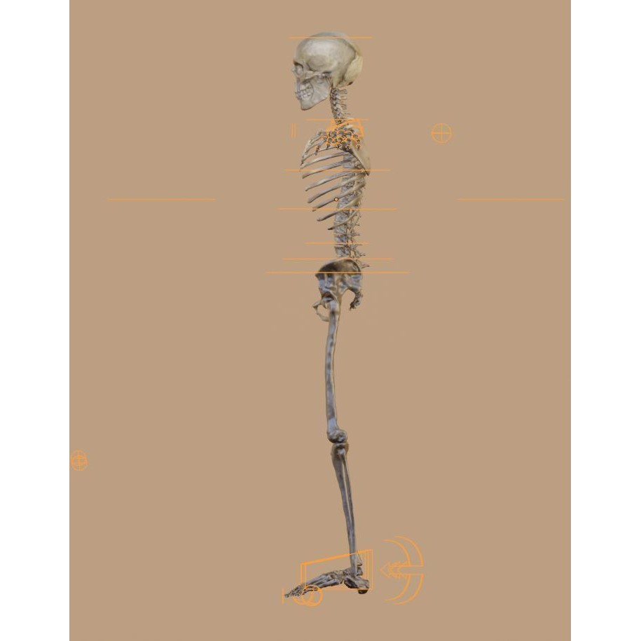 Skeleton 3D Model – Full Rigged Character for Animation, FBX, Blender - View 14