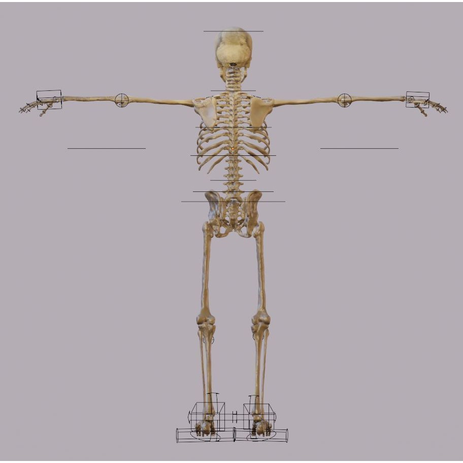 Skeleton 3D Model – Full Rigged Character for Animation, FBX, Blender - View 15