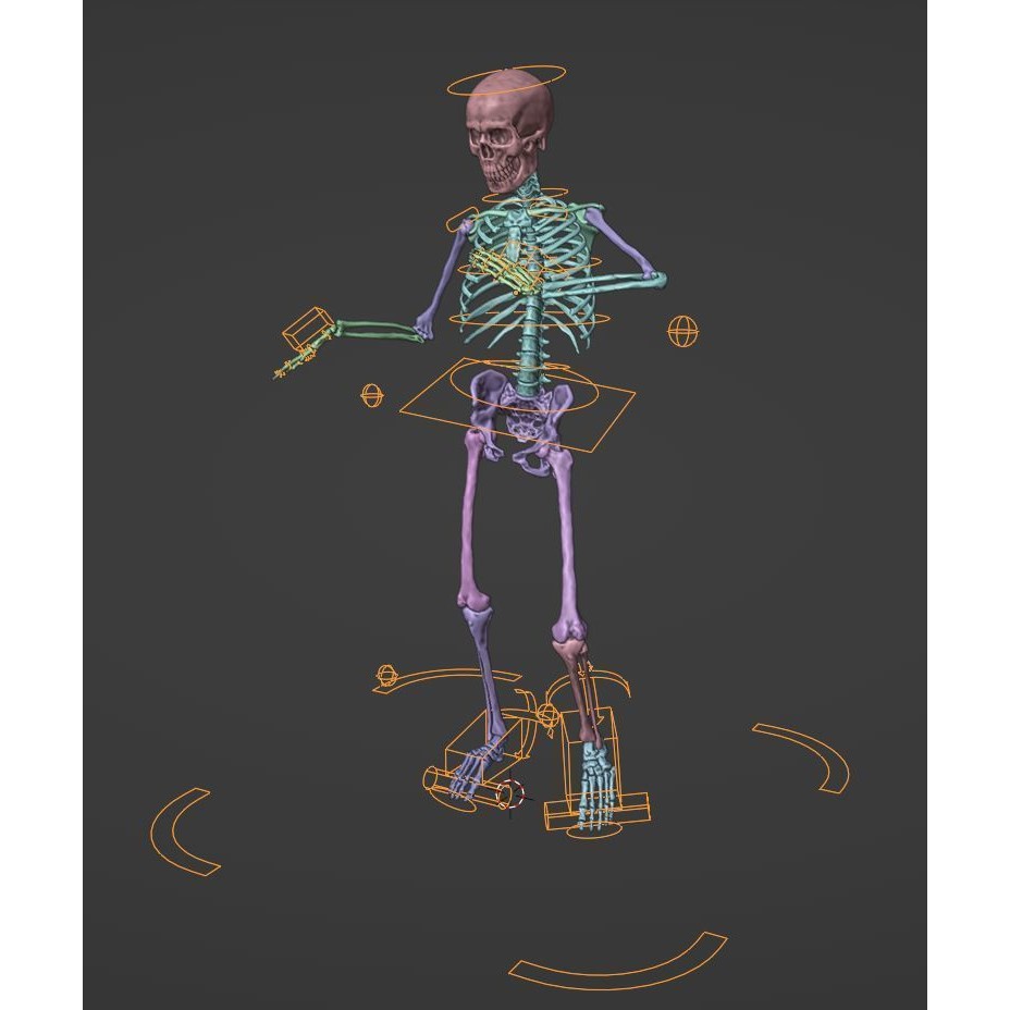 Skeleton 3D Model – Full Rigged Character for Animation, FBX, Blender - View 16