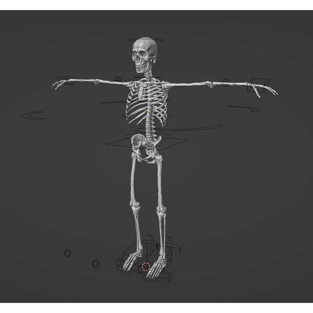Skeleton 3D Model – Full Rigged Character for Animation, FBX, Blender - View 17