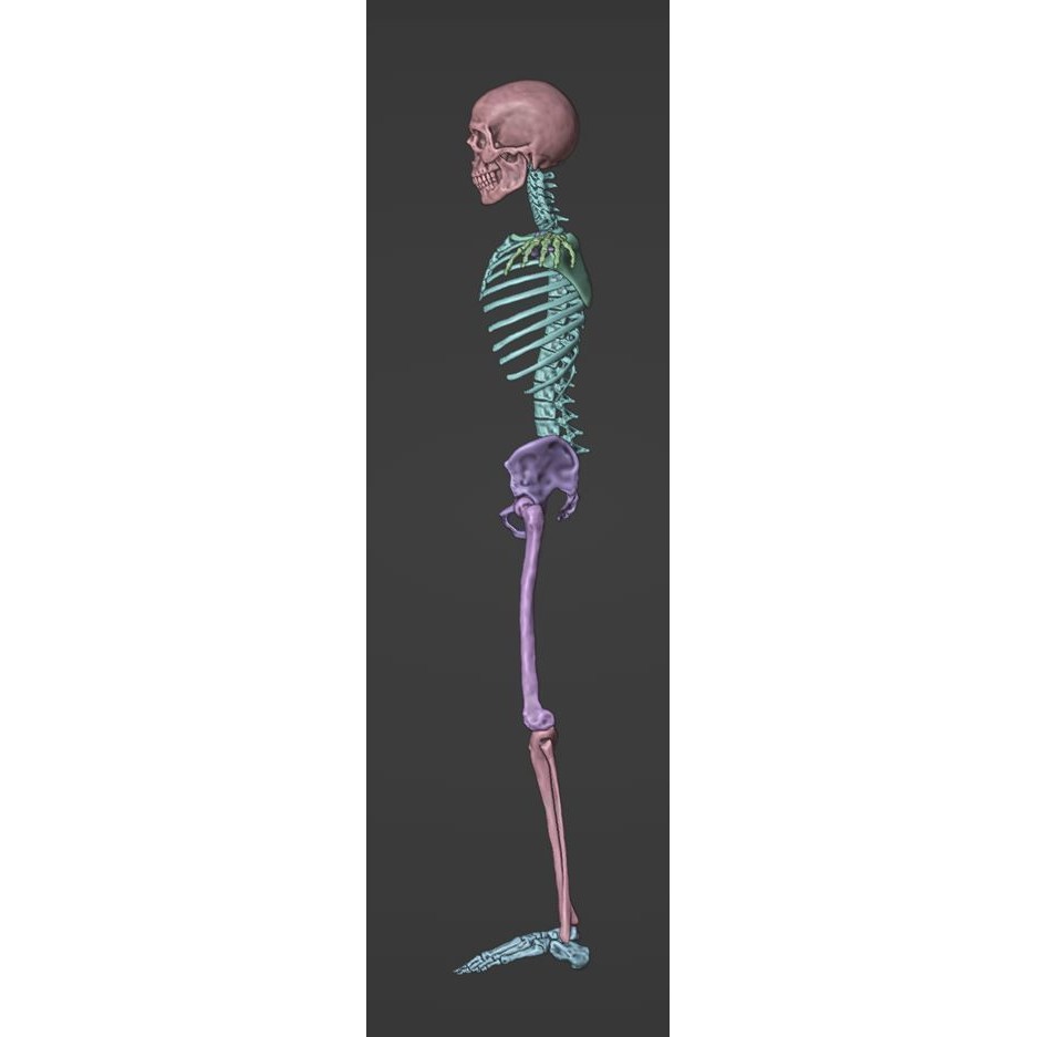 Skeleton 3D Model – Full Rigged Character for Animation, FBX, Blender - View 18