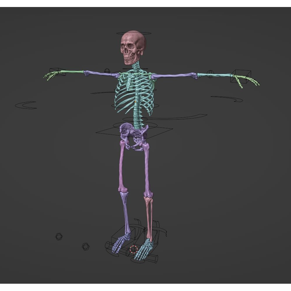 Skeleton 3D Model – Full Rigged Character for Animation, FBX, Blender - View 19