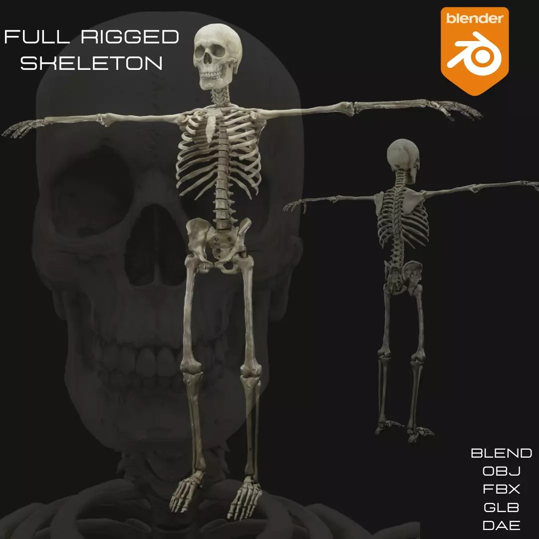 Skeleton 3D Model – Full Rigged Character for Animation, FBX, Blender - View 2