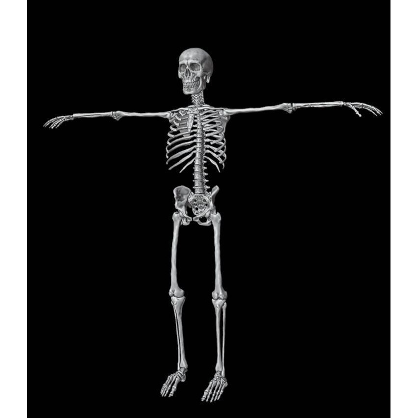 Skeleton 3D Model – Full Rigged Character for Animation, FBX, Blender - View 21