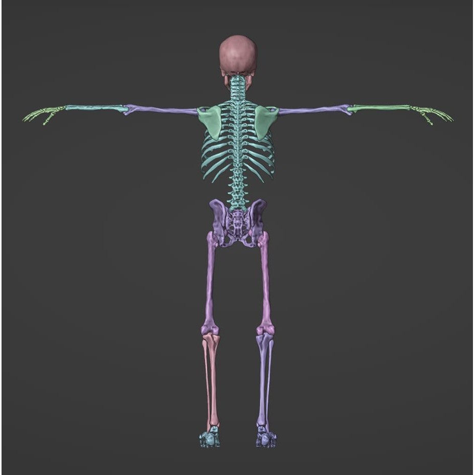 Skeleton 3D Model – Full Rigged Character for Animation, FBX, Blender - View 23