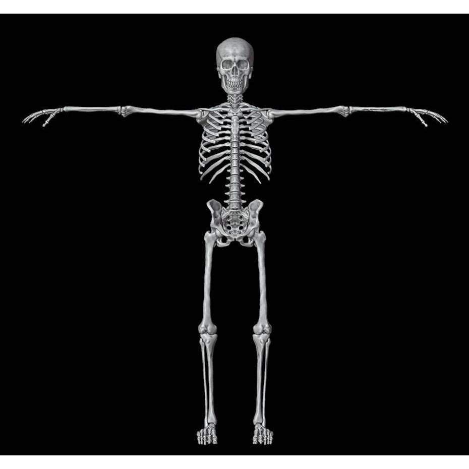 Skeleton 3D Model – Full Rigged Character for Animation, FBX, Blender - View 25