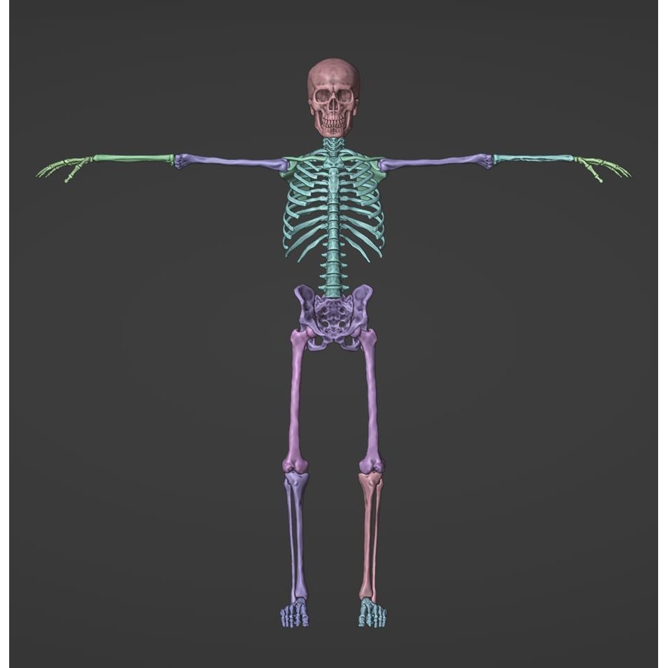 Skeleton 3D Model – Full Rigged Character for Animation, FBX, Blender - View 26