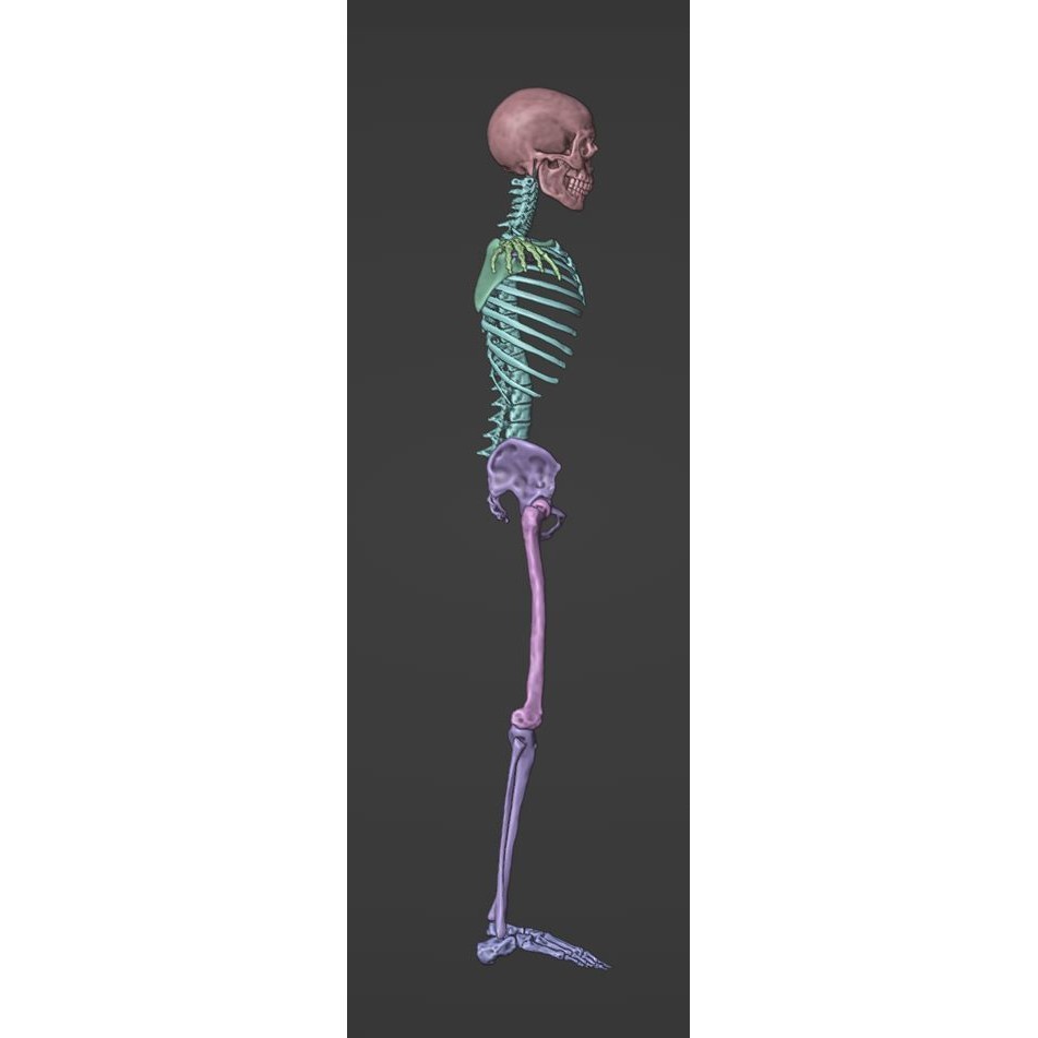 Skeleton 3D Model – Full Rigged Character for Animation, FBX, Blender - View 27
