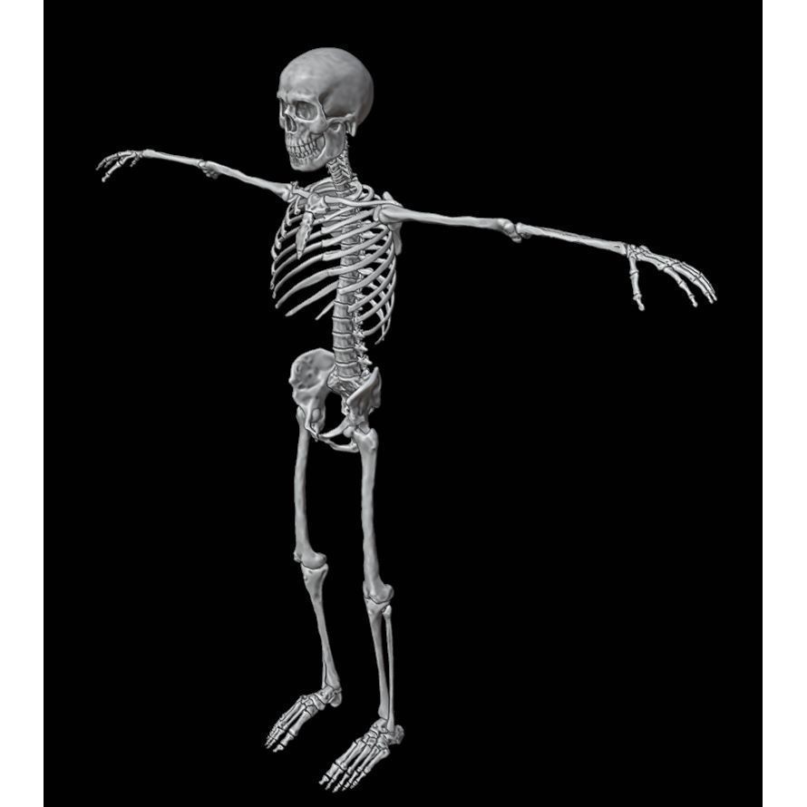 Skeleton 3D Model – Full Rigged Character for Animation, FBX, Blender - View 28