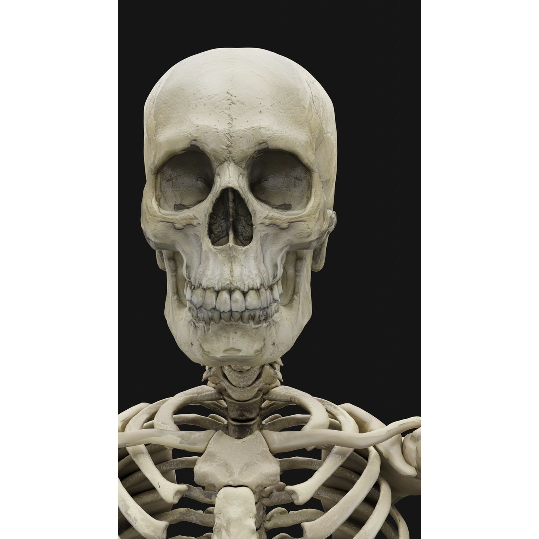 Skeleton 3D Model – Full Rigged Character for Animation, FBX, Blender - View 3
