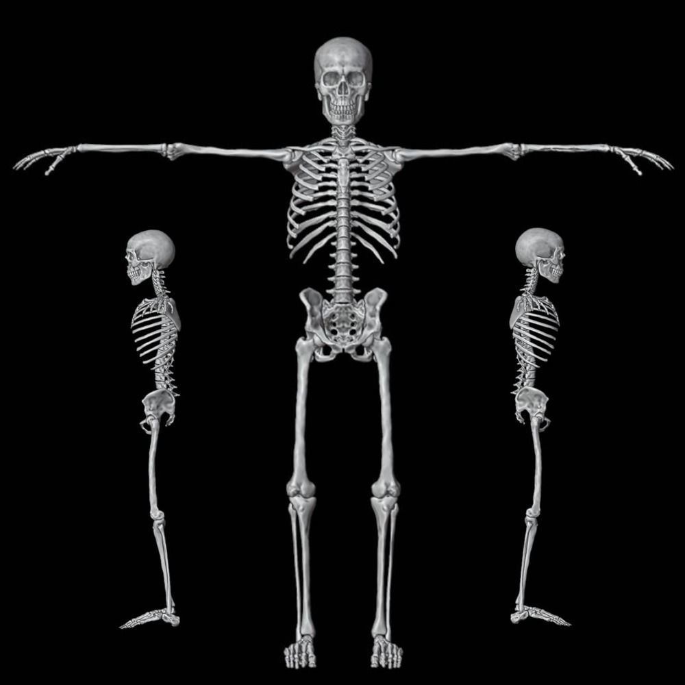 Skeleton 3D Model – Full Rigged Character for Animation, FBX, Blender - View 4