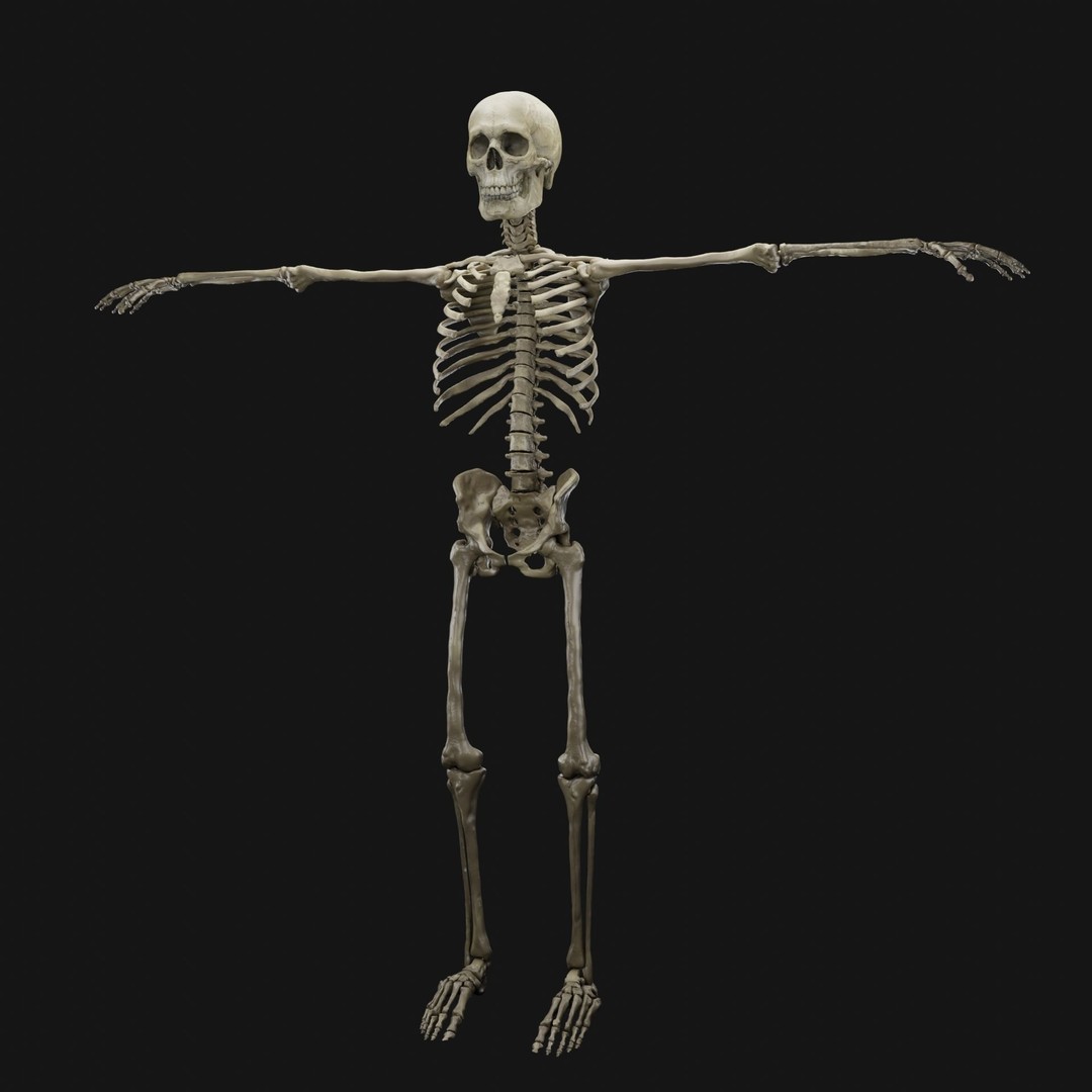 Skeleton 3D Model – Full Rigged Character for Animation, FBX, Blender - View 5