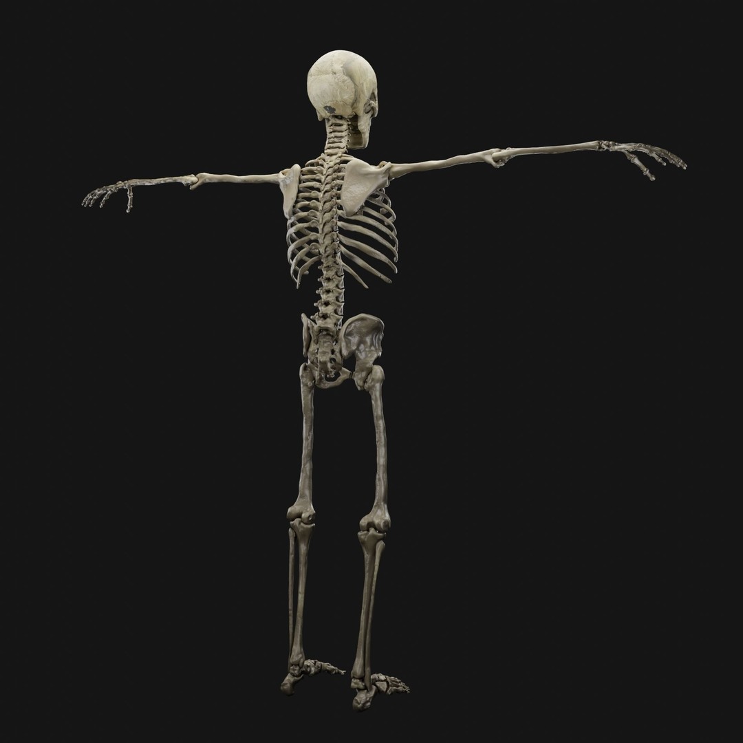 Skeleton 3D Model – Full Rigged Character for Animation, FBX, Blender - View 6