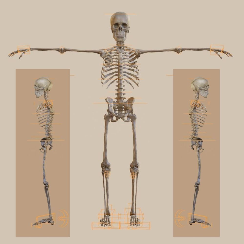 Skeleton 3D Model – Full Rigged Character for Animation, FBX, Blender - View 7