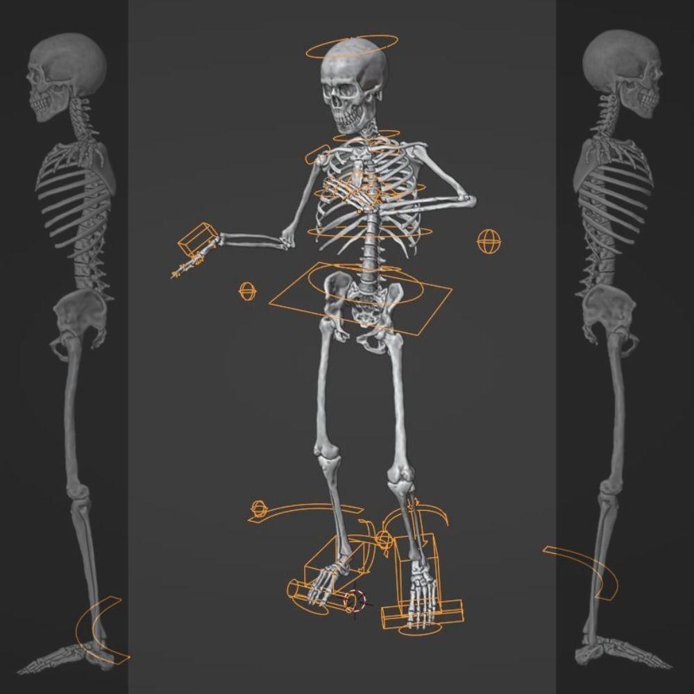 Skeleton 3D Model – Full Rigged Character for Animation, FBX, Blender - View 8