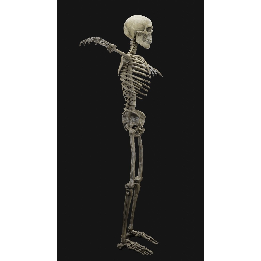 Skeleton 3D Model – Full Rigged Character for Animation, FBX, Blender - View 9