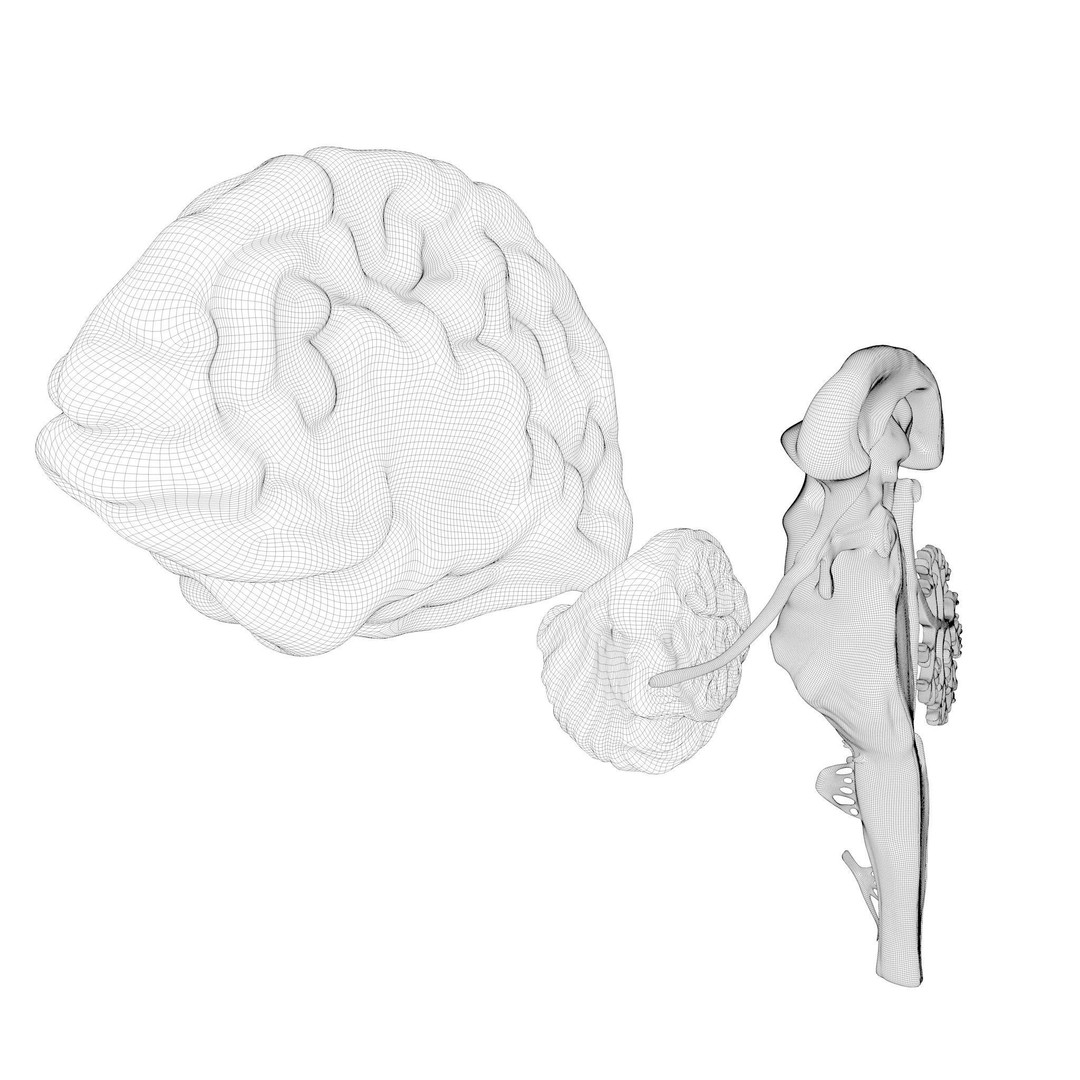 Human Brain Cross Section 3D Model – High Poly Anatomy Asset, FBX, OBJ