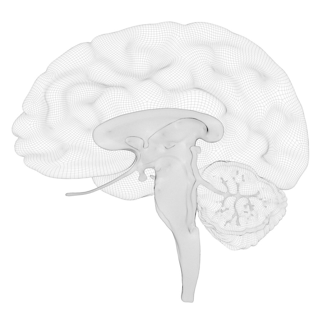 Human Brain Cross Section 3D Model – High Poly Anatomy Asset, FBX, OBJ - View 10