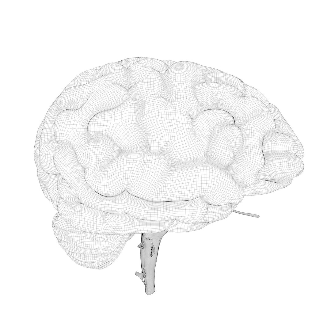 Human Brain Cross Section 3D Model – High Poly Anatomy Asset, FBX, OBJ - View 11