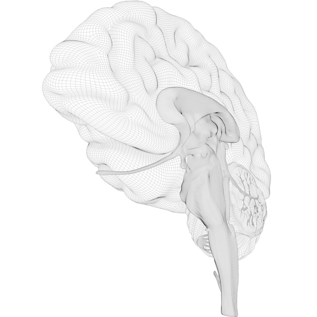 Human Brain Cross Section 3D Model – High Poly Anatomy Asset, FBX, OBJ - View 13
