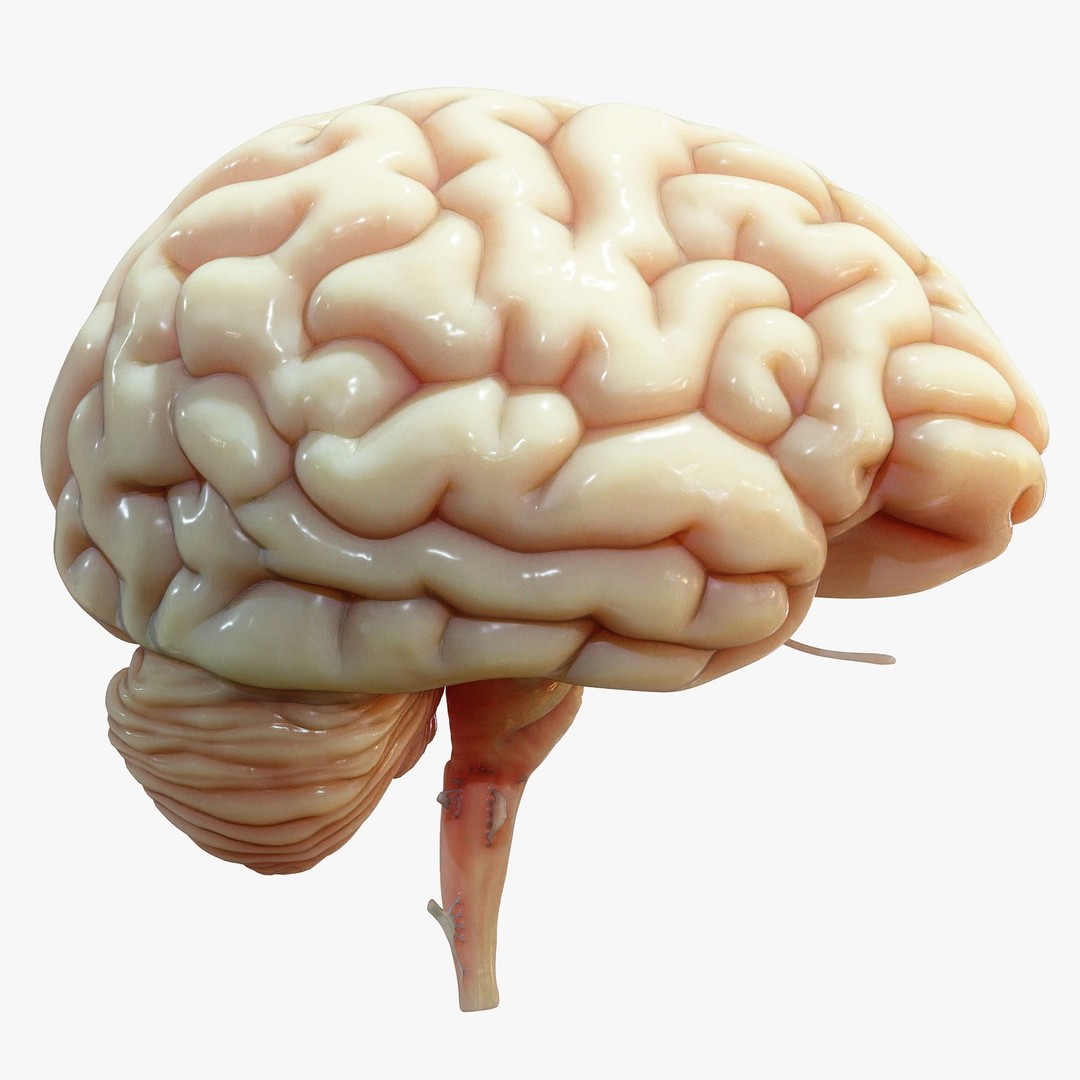 Human Brain Cross Section 3D Model – High Poly Anatomy Asset, FBX, OBJ - View 3