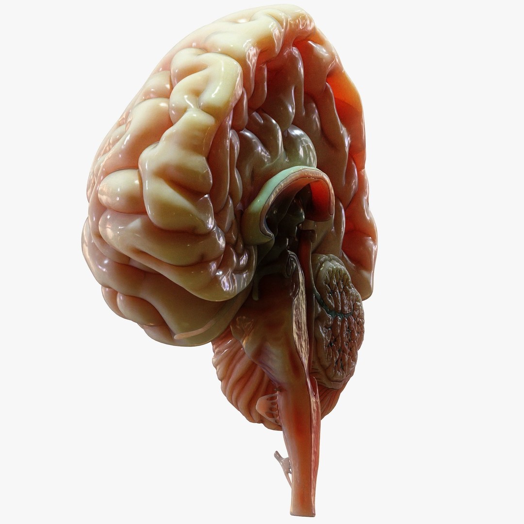 Human Brain Cross Section 3D Model – High Poly Anatomy Asset, FBX, OBJ - View 5
