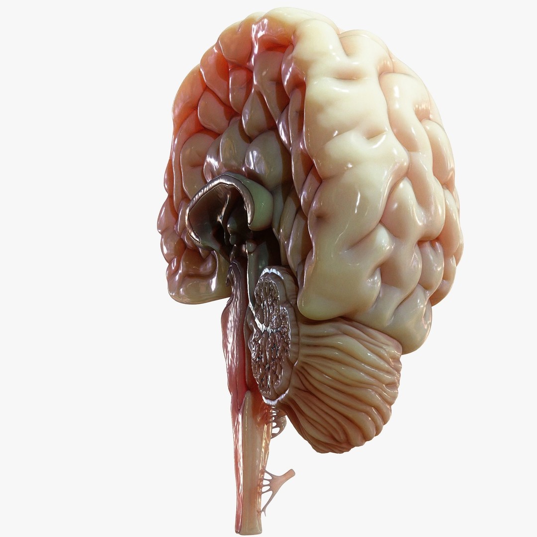 Human Brain Cross Section 3D Model – High Poly Anatomy Asset, FBX, OBJ - View 6