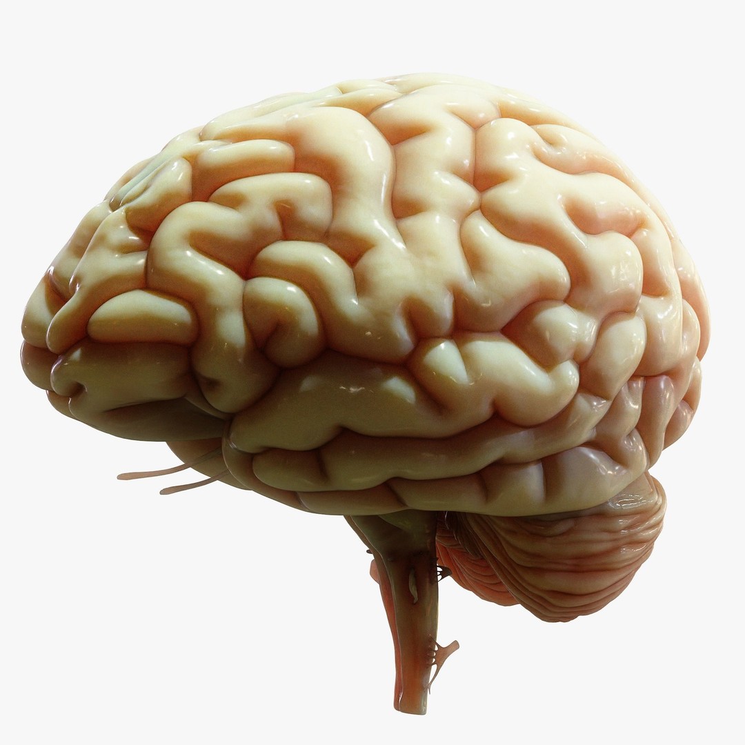 Human Brain Cross Section 3D Model – High Poly Anatomy Asset, FBX, OBJ - View 7