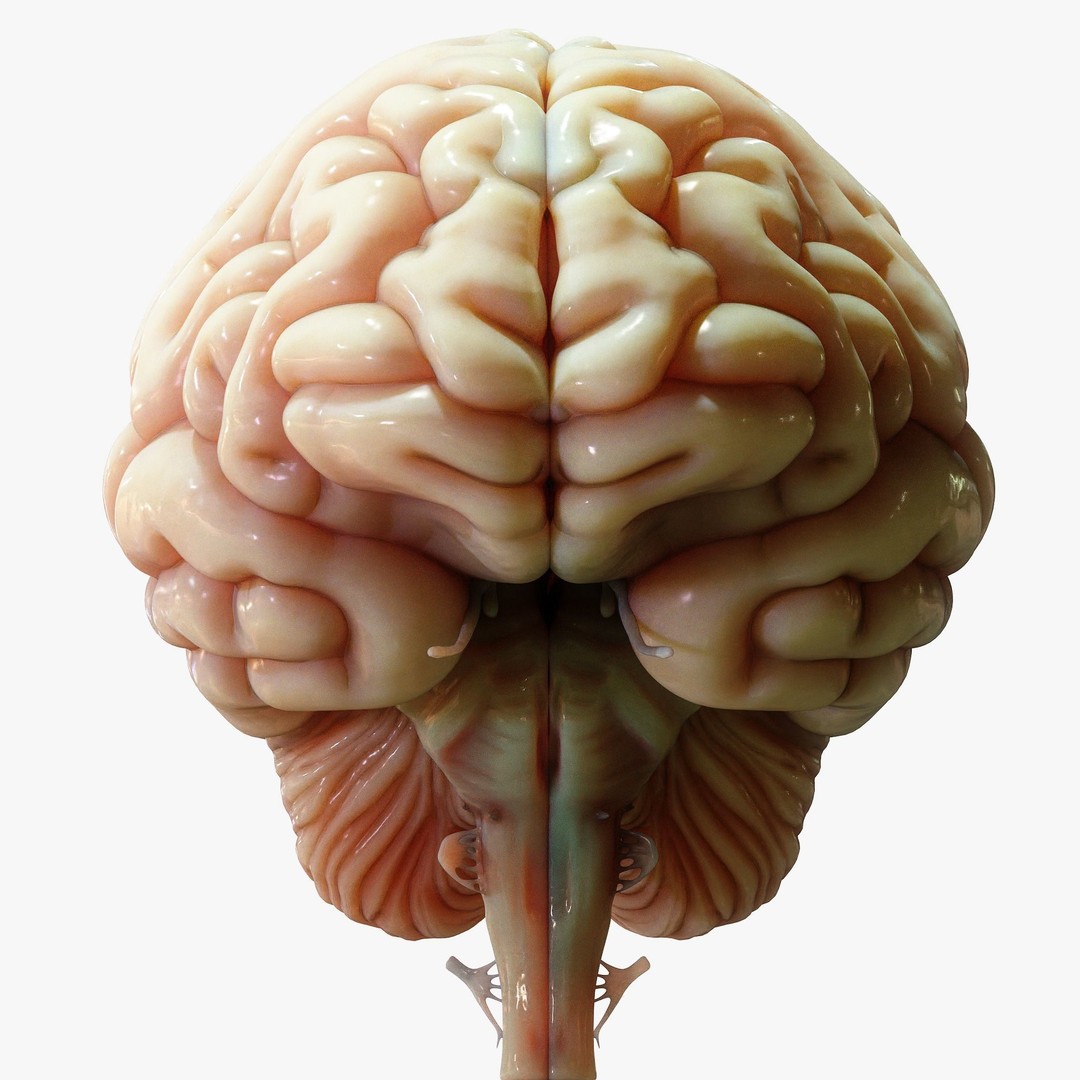 Human Brain Cross Section 3D Model – High Poly Anatomy Asset, FBX, OBJ - View 8