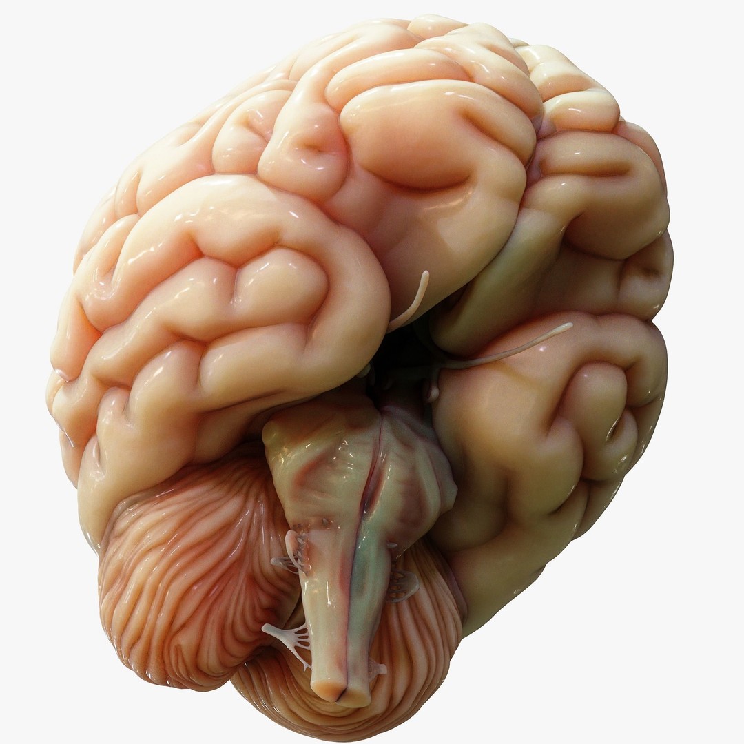 Human Brain Cross Section 3D Model – High Poly Anatomy Asset, FBX, OBJ - View 9