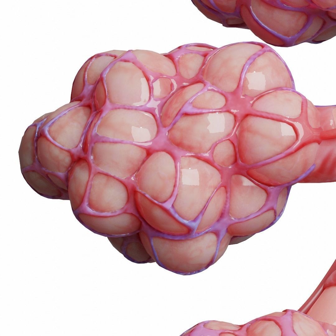 Realistic Human Bronchi Alveoli Anatomy 3D Model – PBR Textured, FBX - View 11