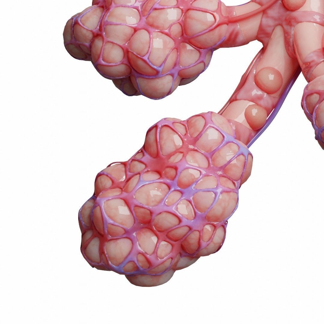 Realistic Human Bronchi Alveoli Anatomy 3D Model – PBR Textured, FBX - View 12