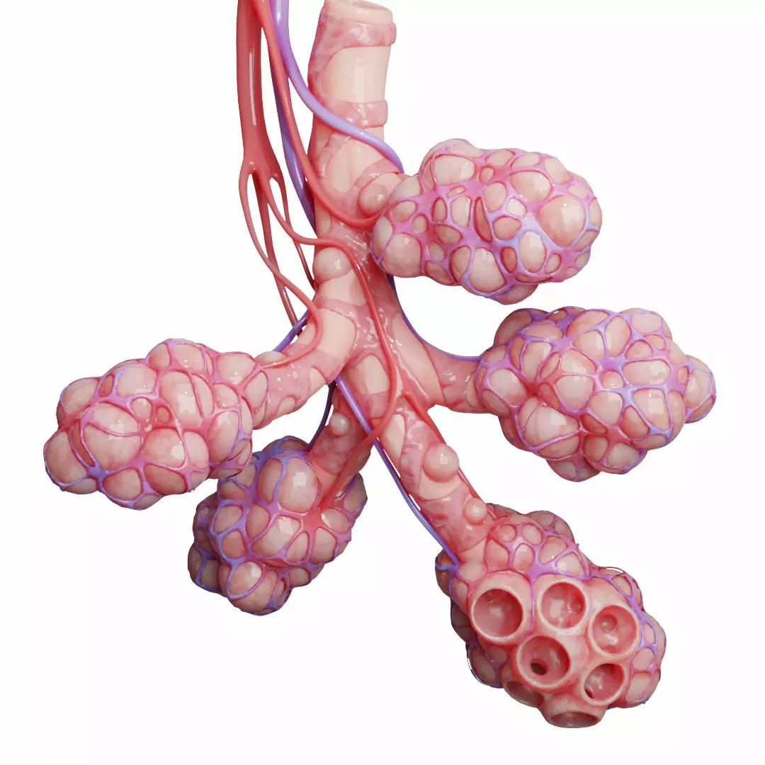Realistic Human Bronchi Alveoli Anatomy 3D Model – PBR Textured, FBX - View 2
