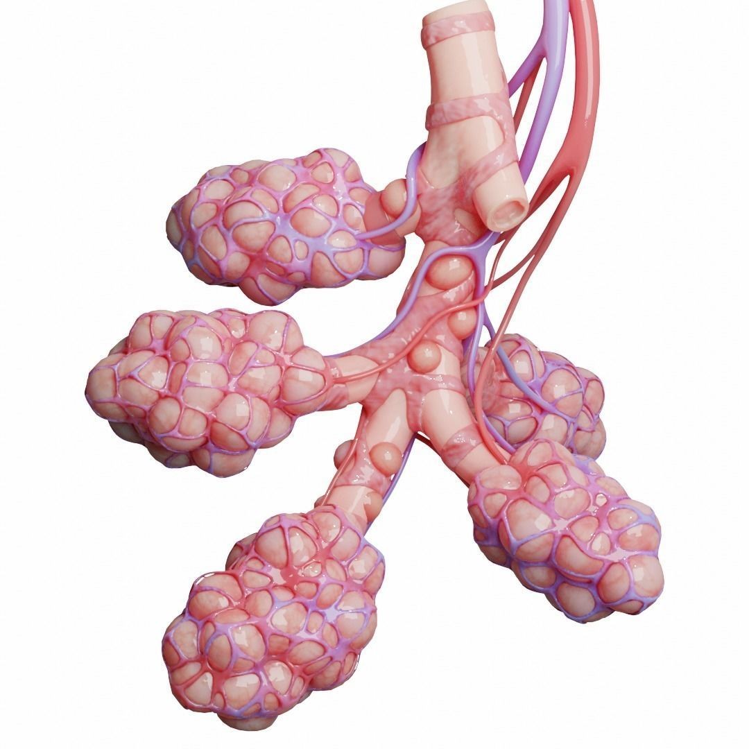 Realistic Human Bronchi Alveoli Anatomy 3D Model – PBR Textured, FBX - View 3