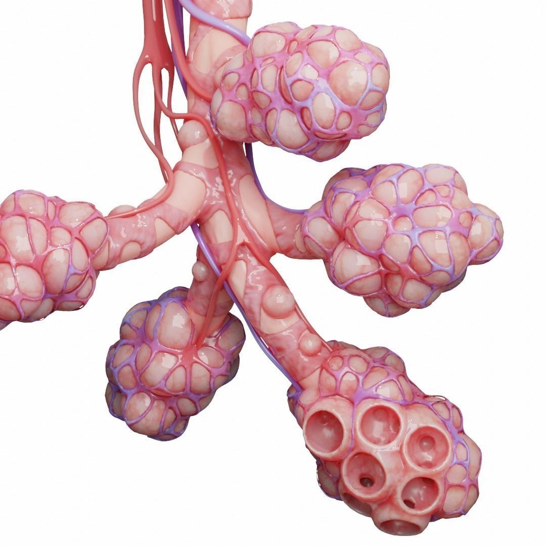 Realistic Human Bronchi Alveoli Anatomy 3D Model – PBR Textured, FBX - View 4