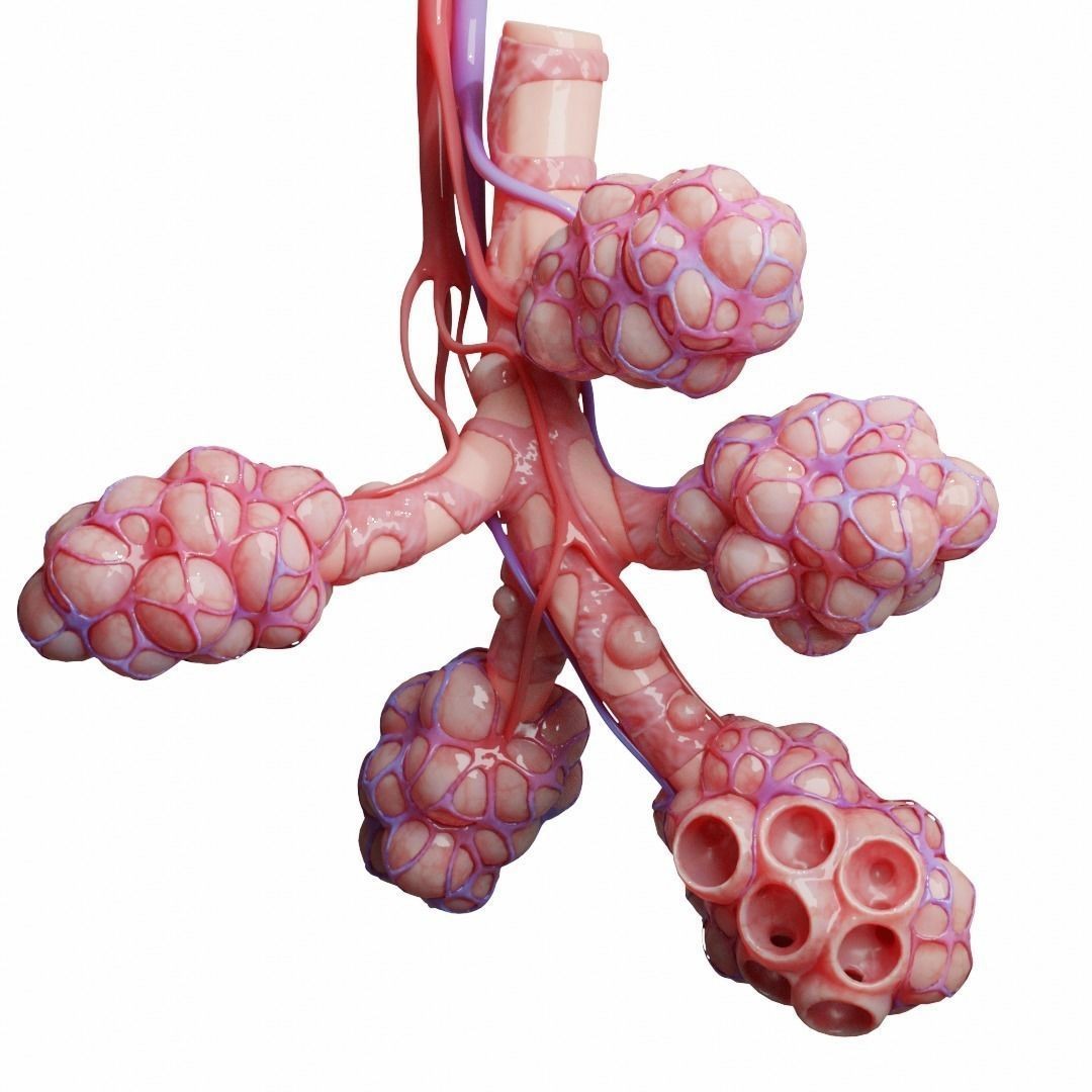 Realistic Human Bronchi Alveoli Anatomy 3D Model – PBR Textured, FBX - View 6