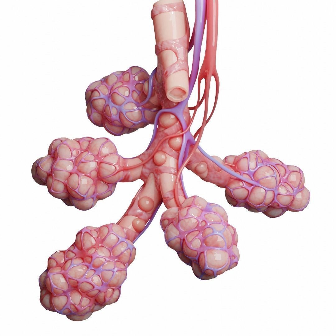 Realistic Human Bronchi Alveoli Anatomy 3D Model – PBR Textured, FBX - View 7