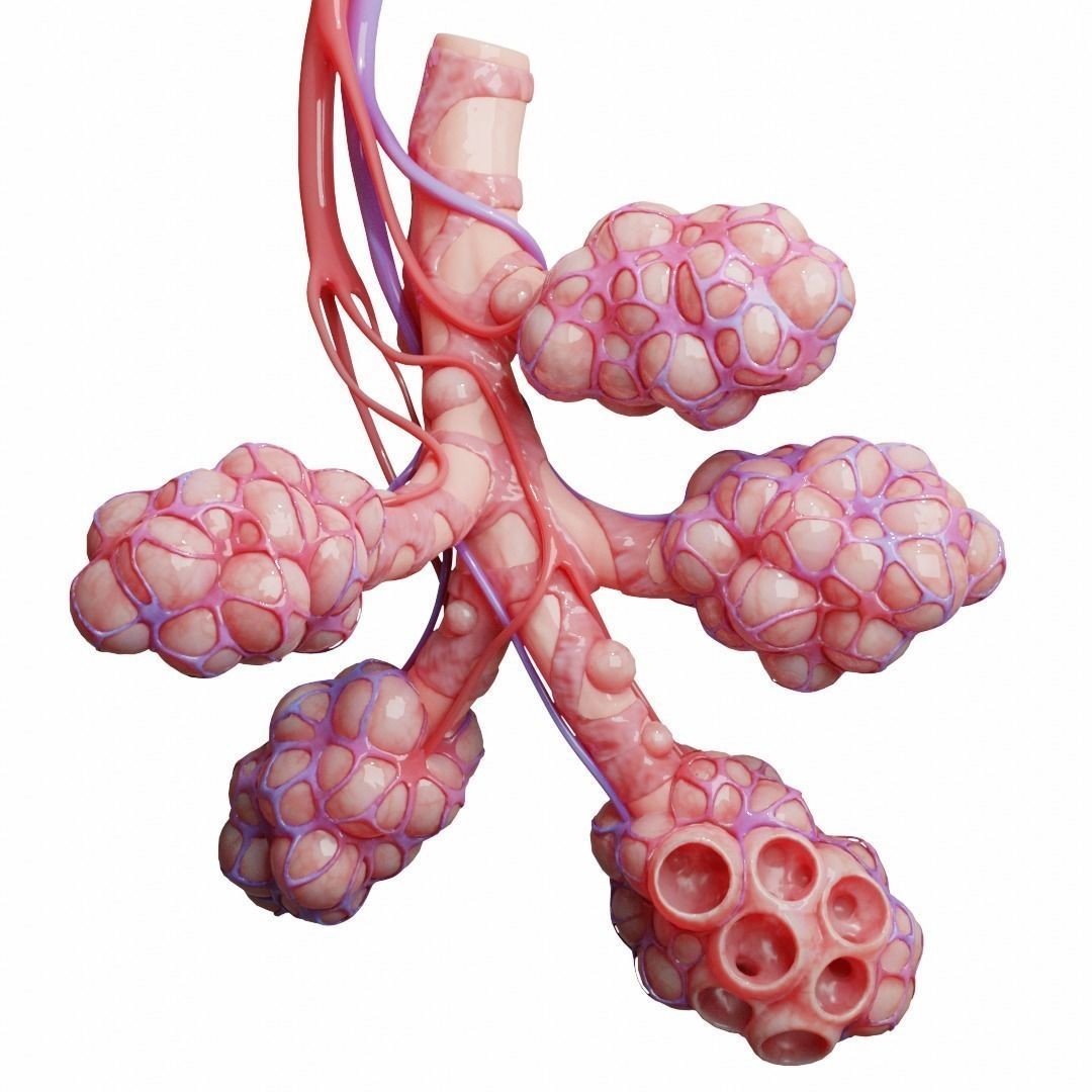 Realistic Human Bronchi Alveoli Anatomy 3D Model – PBR Textured, FBX - View 8