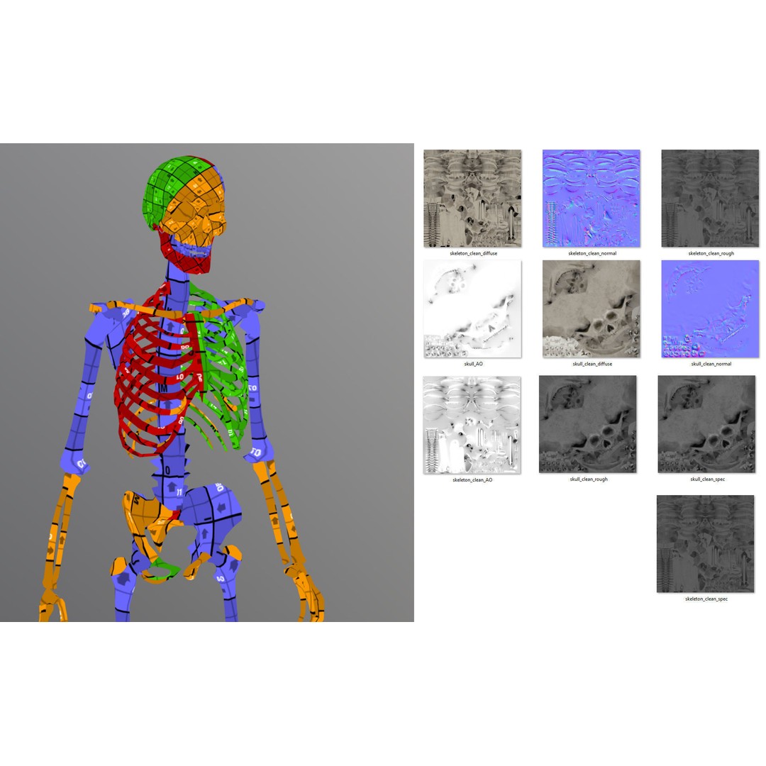 Lowpoly Human Skeleton 3D Model – Rigged Low-Poly Game Asset, FBX & Blender - View 10