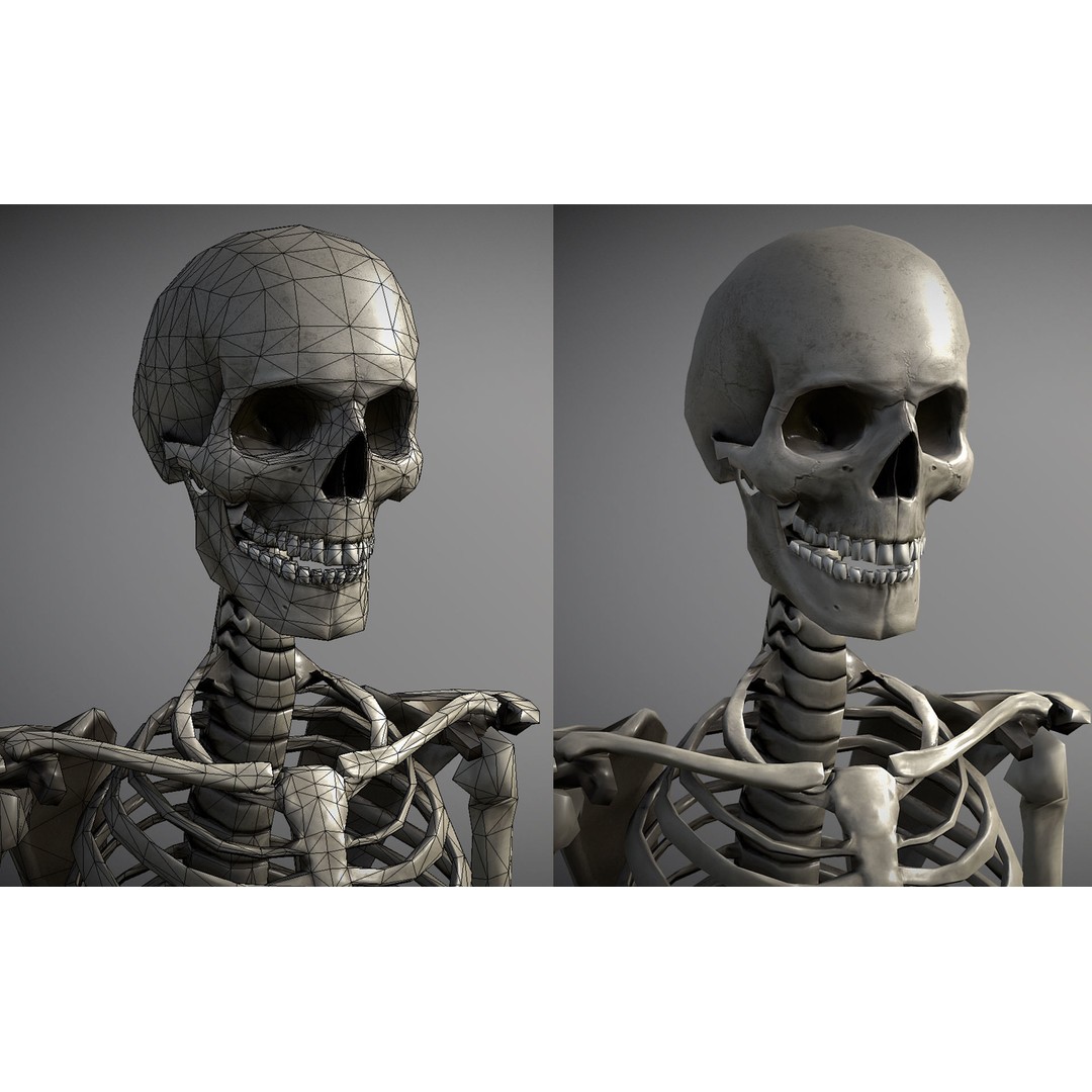 Lowpoly Human Skeleton 3D Model – Rigged Low-Poly Game Asset, FBX & Blender - View 11