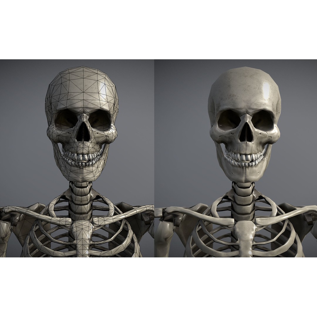 Lowpoly Human Skeleton 3D Model – Rigged Low-Poly Game Asset, FBX & Blender - View 12