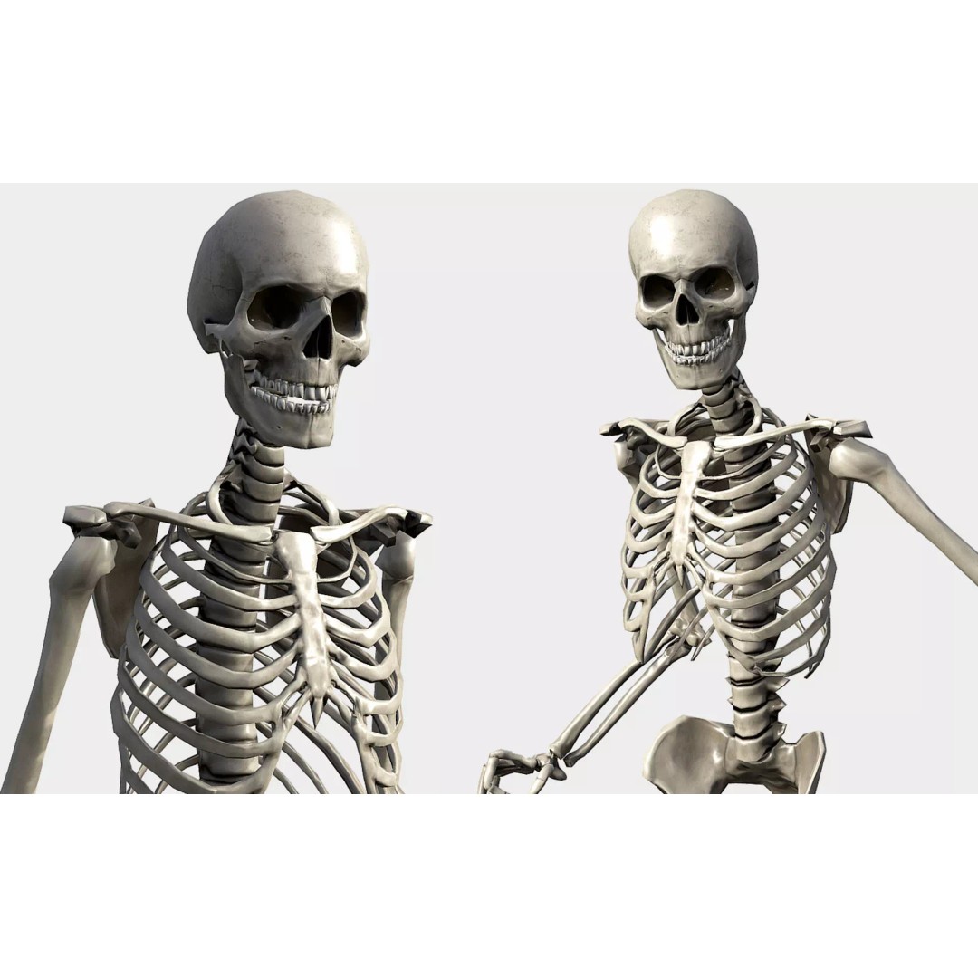 Lowpoly Human Skeleton 3D Model – Rigged Low-Poly Game Asset, FBX & Blender - View 2