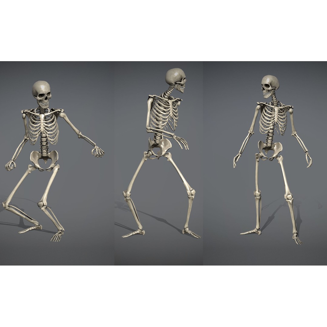 Lowpoly Human Skeleton 3D Model – Rigged Low-Poly Game Asset, FBX & Blender - View 3
