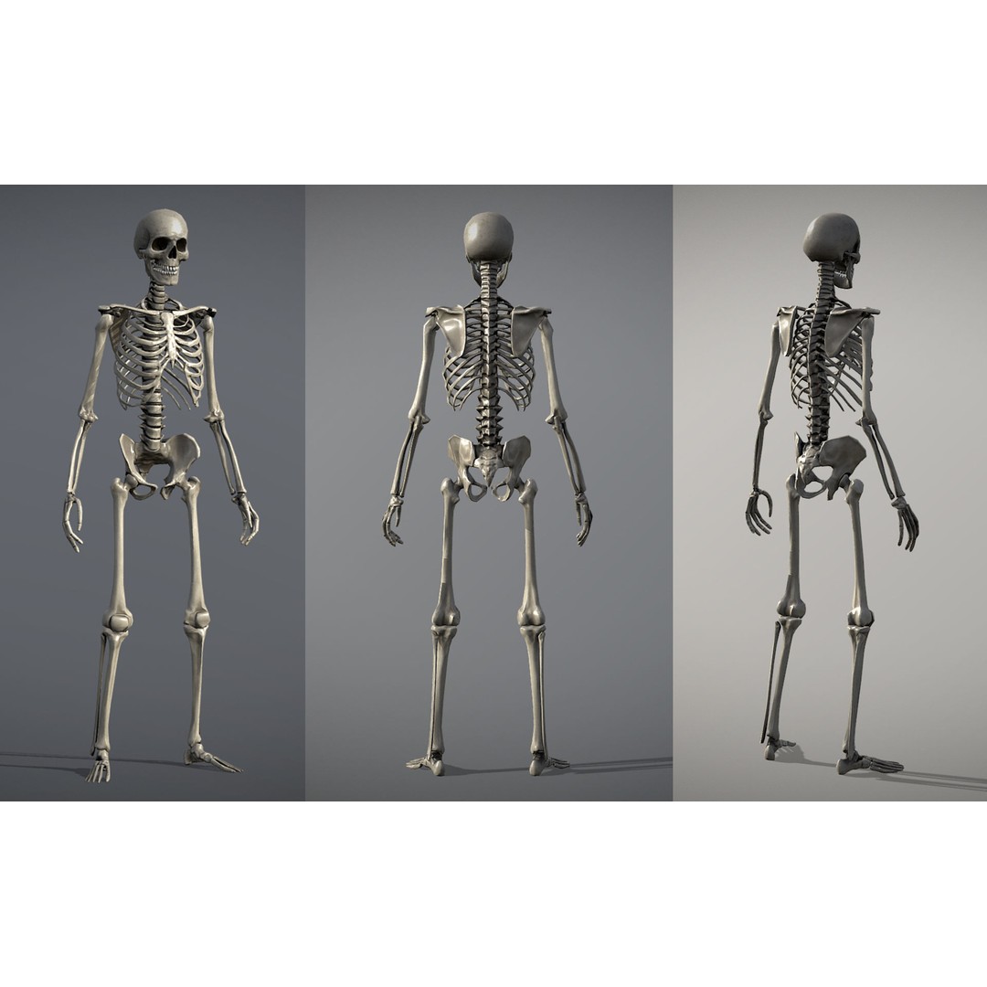 Lowpoly Human Skeleton 3D Model – Rigged Low-Poly Game Asset, FBX & Blender - View 4