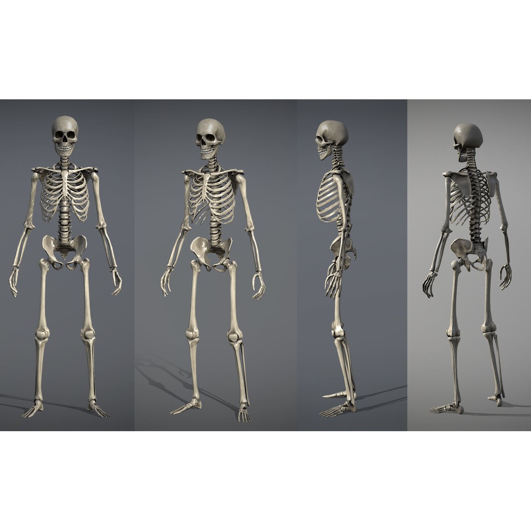 Lowpoly Human Skeleton 3D Model – Rigged Low-Poly Game Asset, FBX & Blender - View 5